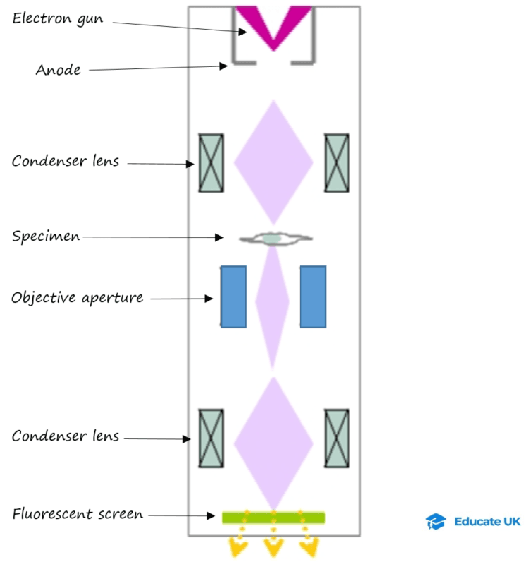 12-2-6a- TEM electron microscope diagram (source) - modified.png