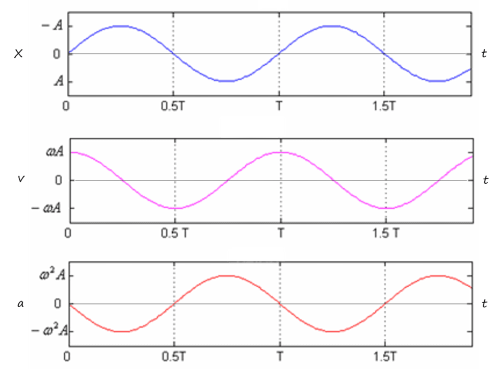 5-3-2d SHM displacement velocity acceleration disgrams.png